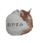 猫のべる（個別スタンプ：1）