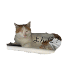 猫のべる（個別スタンプ：3）