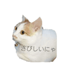 猫のべる（個別スタンプ：5）