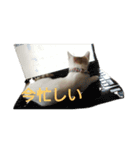 猫のべる（個別スタンプ：6）