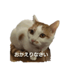 猫のべる（個別スタンプ：7）