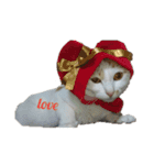 猫のべる（個別スタンプ：8）