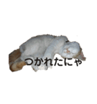 猫のべる（個別スタンプ：9）