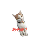 猫のべる（個別スタンプ：10）