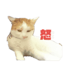 猫のべる（個別スタンプ：13）