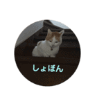 猫のべる（個別スタンプ：14）