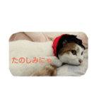 猫のべる（個別スタンプ：15）