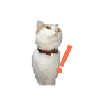 猫のべる（個別スタンプ：17）