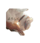 猫のべる（個別スタンプ：19）