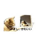 猫のべる（個別スタンプ：20）
