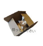 猫のべる（個別スタンプ：21）