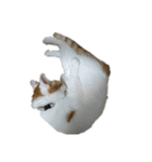 猫のべる（個別スタンプ：23）