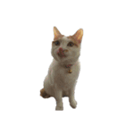猫のべる（個別スタンプ：24）