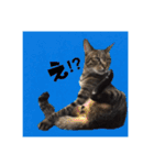猫ねこCAT3（個別スタンプ：1）