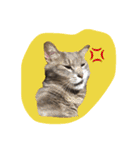 猫ねこCAT3（個別スタンプ：2）