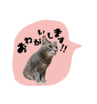 猫ねこCAT3（個別スタンプ：3）
