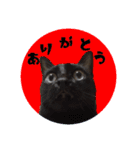 猫ねこCAT3（個別スタンプ：4）