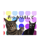 猫ねこCAT3（個別スタンプ：5）