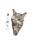 猫ねこCAT3（個別スタンプ：6）