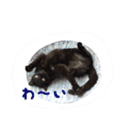 猫ねこCAT3（個別スタンプ：7）