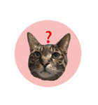 猫ねこCAT3（個別スタンプ：8）