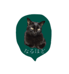 猫ねこCAT3（個別スタンプ：9）