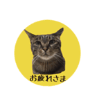 猫ねこCAT3（個別スタンプ：11）