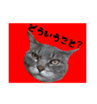 猫ねこCAT3（個別スタンプ：12）