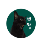 猫ねこCAT3（個別スタンプ：13）