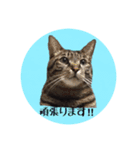 猫ねこCAT3（個別スタンプ：14）