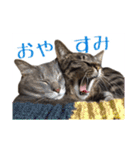 猫ねこCAT3（個別スタンプ：15）