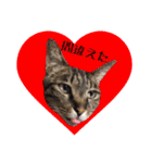 猫ねこCAT3（個別スタンプ：16）