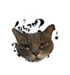 猫ねこCAT3（個別スタンプ：18）