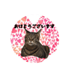 猫ねこCAT3（個別スタンプ：19）