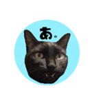 猫ねこCAT3（個別スタンプ：20）