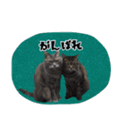 猫ねこCAT3（個別スタンプ：23）