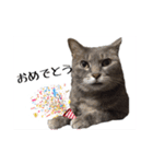 猫ねこCAT3（個別スタンプ：24）