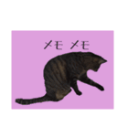 猫ねこCAT3（個別スタンプ：26）