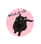 猫ねこCAT3（個別スタンプ：27）
