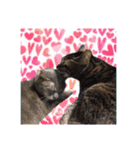 猫ねこCAT3（個別スタンプ：29）