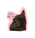 猫ねこCAT3（個別スタンプ：30）