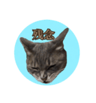 猫ねこCAT3（個別スタンプ：31）