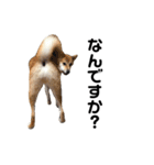 柴犬のヤマト-photo-（個別スタンプ：11）
