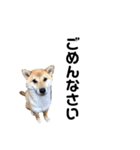 柴犬のヤマト-photo-（個別スタンプ：13）