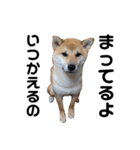 柴犬のヤマト-photo-（個別スタンプ：14）
