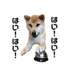 柴犬のヤマト-photo-（個別スタンプ：16）
