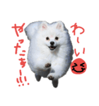 もふポメ福詠くん9（個別スタンプ：1）