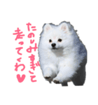 もふポメ福詠くん9（個別スタンプ：2）