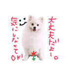 もふポメ福詠くん9（個別スタンプ：13）