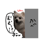 もふポメ福詠くん9（個別スタンプ：19）
